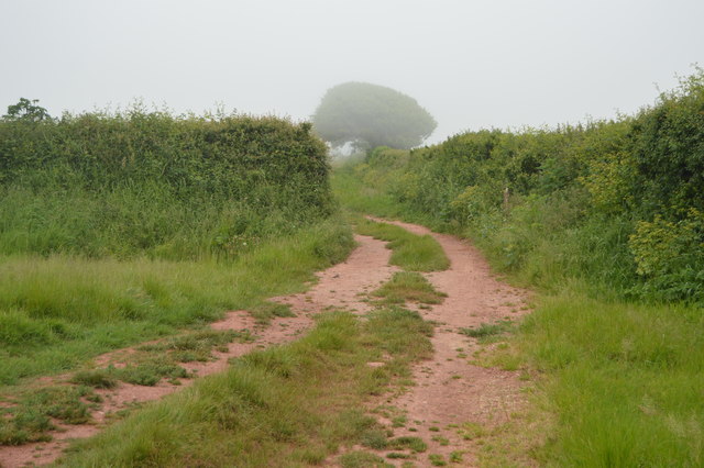 Footpath and hedge