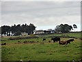 NZ0945 : Cattle at Eliza Farm by Robert Graham