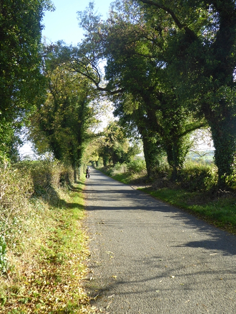 Tree lined country road at Bellany