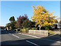 Autumn colour on Brinsea Road