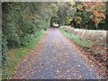 Road strewn with leaves