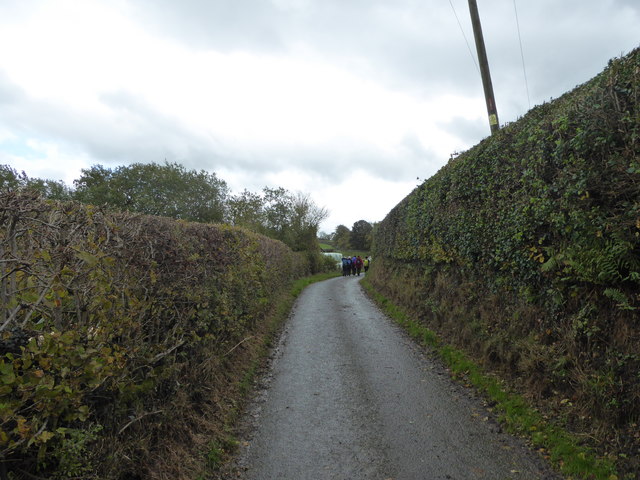 Lane between tall hedges