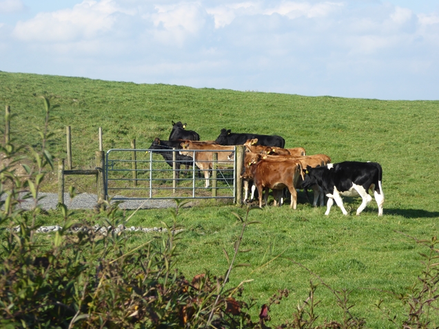 Cattle at Milltown