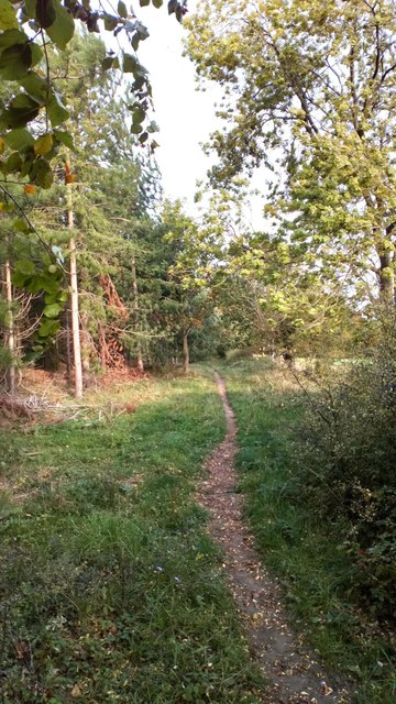 Narrow Trail at Forest Margin