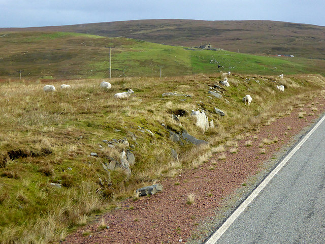 Roadside Sheep, A968 near Grimister