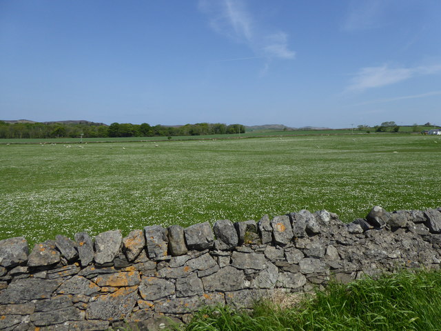 Daisy covered field at Newton of Kilmeny, Islay