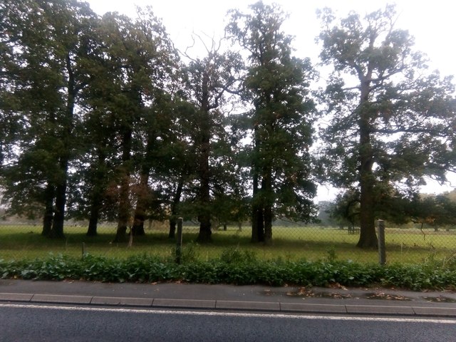 Oak trees on the edge of Glemham Park