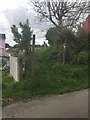 Overgrown footpath