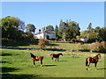 Grazing horses near Eyarth Hall