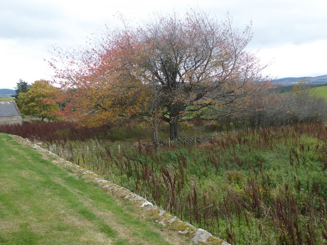 Autumn colours at Migvie kirkyard