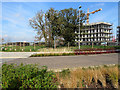 Eddington: Veteran Oak Gardens