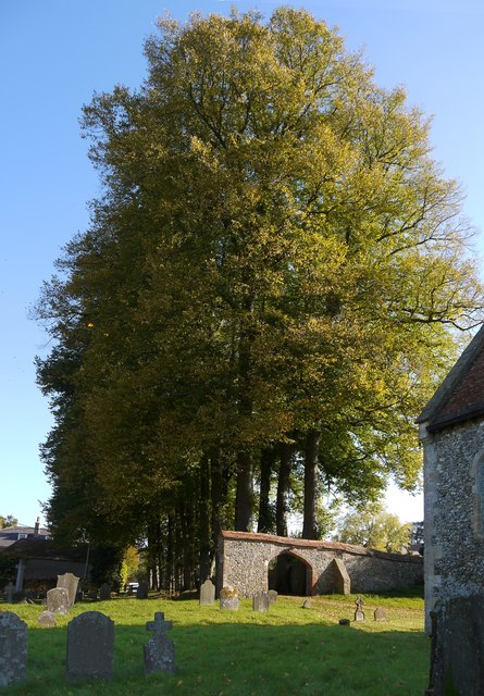 Great Shefford: beech avenue and arch