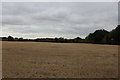 Countryside South of Chatham Green