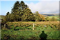 Rushy ground, Upper Barnes