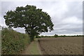 Hedge, oak tree, grass verge, and ploughed field