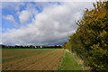 Hedge, grass verge, ploughed field, flat landscape