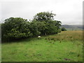 At the head of Byles Cleugh Glen