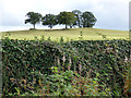 Trees on a hill