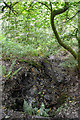 West Devon : Lydford Gorge - Watervale Wood