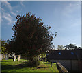 Churchyard tree