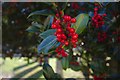 Holly berries