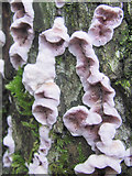 SP9314 : Fungi on a tree trunk near the education Centre at College Lake by Chris Reynolds