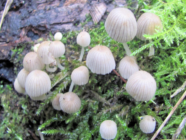 Tiny toadstools in the moss in woodland at College Lake
