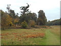 TQ5353 : Autumn in Knole Park, near Sevenoaks by Malc McDonald