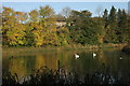 Mute swans and mallards, Bingham