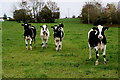 H5361 : Cattle, Kilnaheery by Kenneth  Allen
