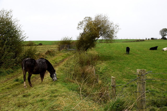 Horse, Kilnaheery