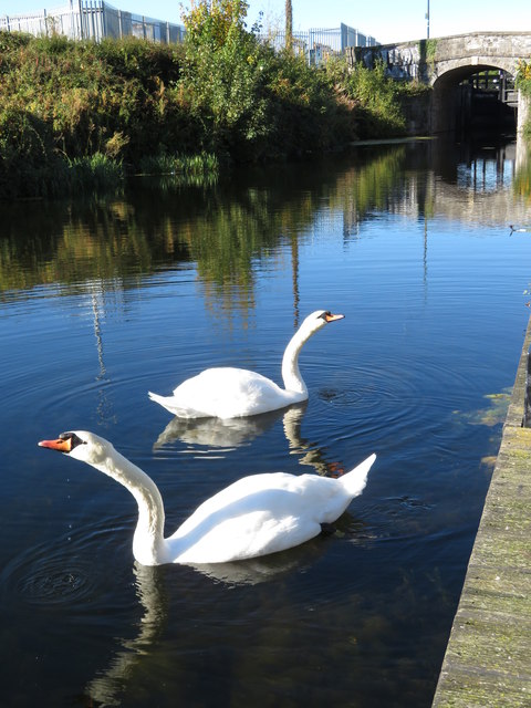 Swans on the Royal Canal, west of Broomebridge