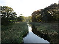 The River Meden in Thoresby Park