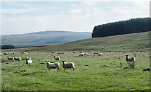 NY8790 : Sheep on rough grazing near to Cock Ridge by Trevor Littlewood