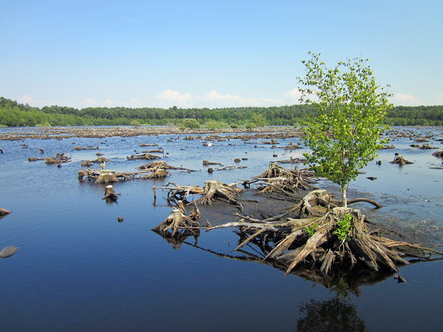 Blakemere Moss Delamere Forest Park C Jeff Buck Geograph Britain And Ireland