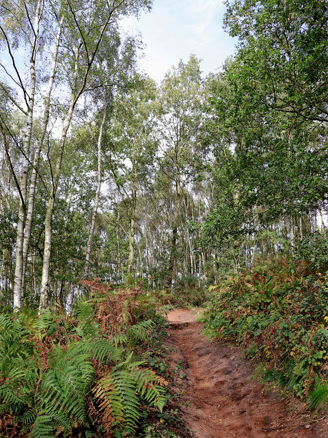 Woodland track on Kinver Edge in Staffordshire