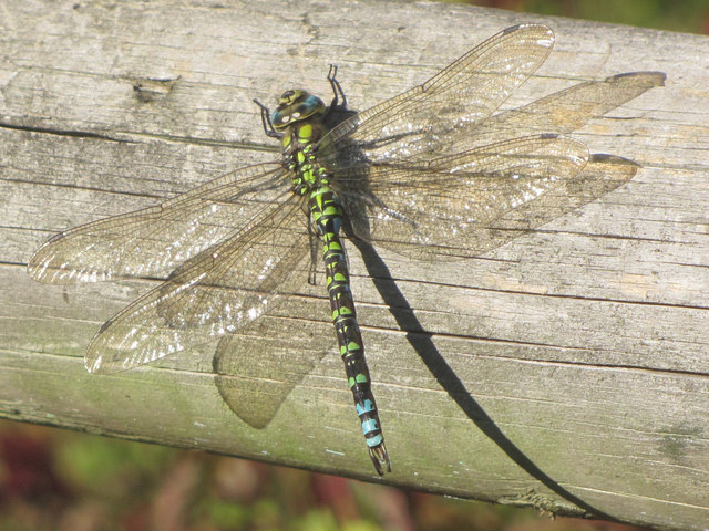 Southern Hawker Dragonfly at College Lake, nr Tring
