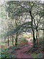 SO8383 : Woodland track on Kinver Edge in Staffordshire by Roger  Kidd