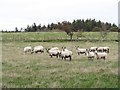 NT9504 : Sheep at Sheepbanks by Gordon Hatton