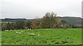 NT9405 : Sheep pasture, Well House Farm by Gordon Hatton