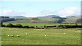 NU0209 : Sheep grazing at Yetlington by Gordon Hatton