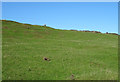 Hillside grazing off Sourhall Road