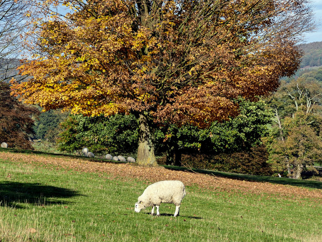Sheep grazing in Chatsworth Park