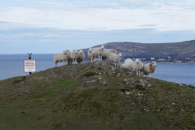 Sheep on Mynydd y Dref