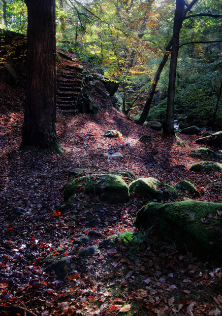 Steps in Yarncliff Wood