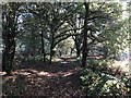 Bridleway past Black Pond Copse