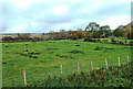 Redmire Farmland