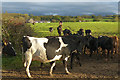 SH5070 : The cows, they keep coming (3), Llanddaniel Fab, Anglesey by Robin Drayton