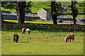 Castleton : Grassy Field & Ponies