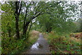 The River Kelvin Walkway from Auchinstarry to Twechar